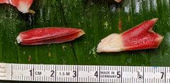 Costus acreanus