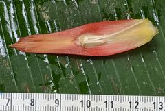 Costus acreanus