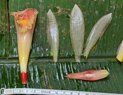 Costus acreanus
