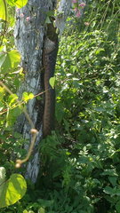 Drymarchon melanurus