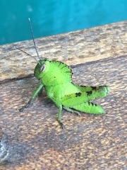 Abisares viridipennis