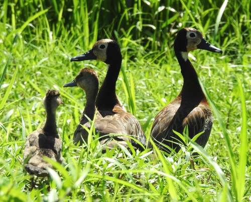 White-faced Whistling Duck (Dendrocygna viduata)