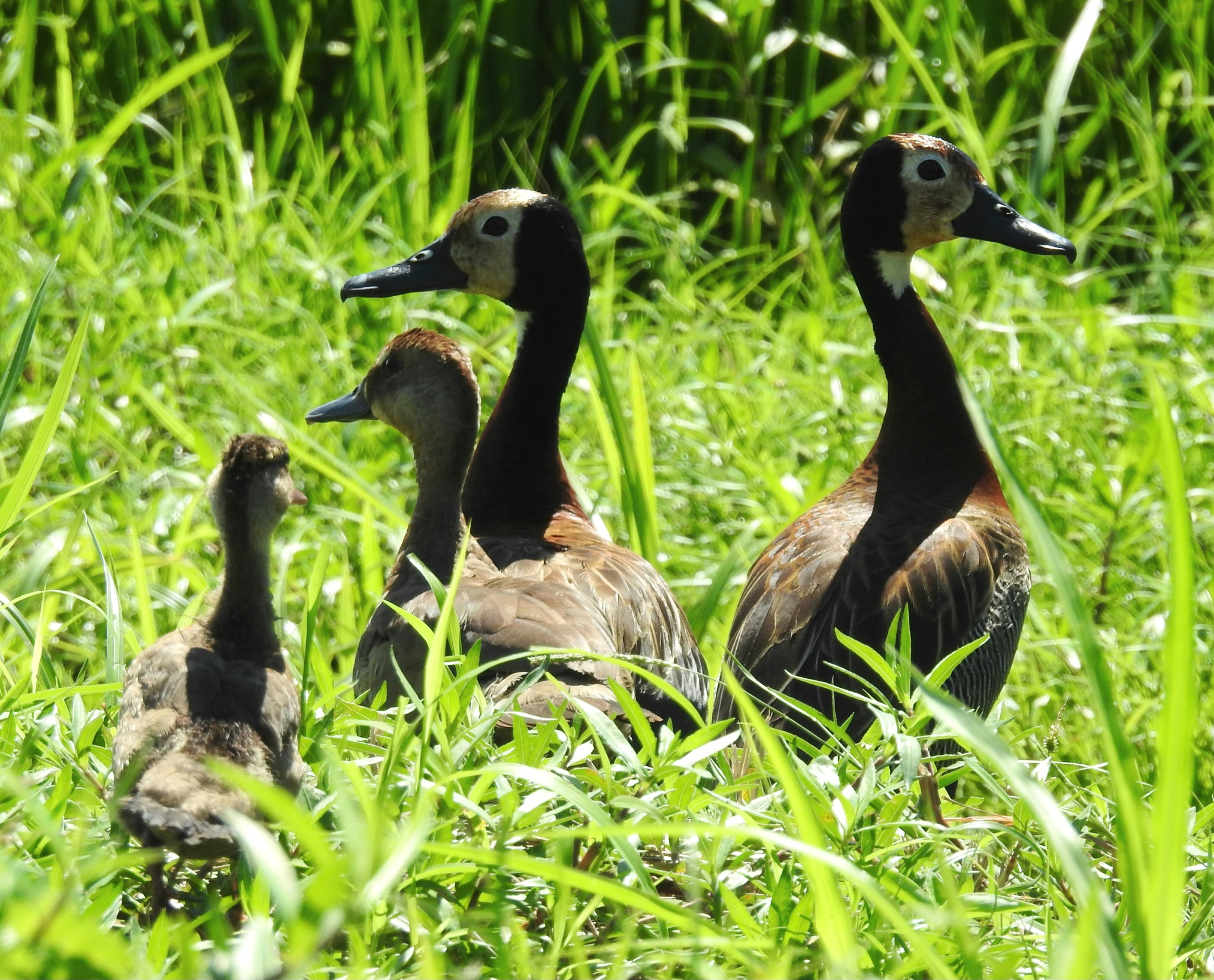 White-faced Whistling Duck (Dendrocygna viduata), photo 1