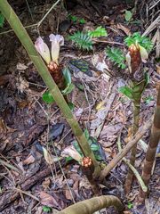 Costus acreanus