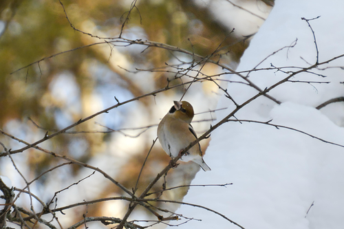 Hawfinch (Coccothraustes coccothraustes), photo 3