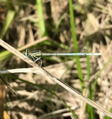 Platycnemis pennipes