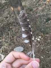 Otus scops