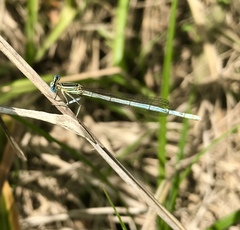 Platycnemis pennipes