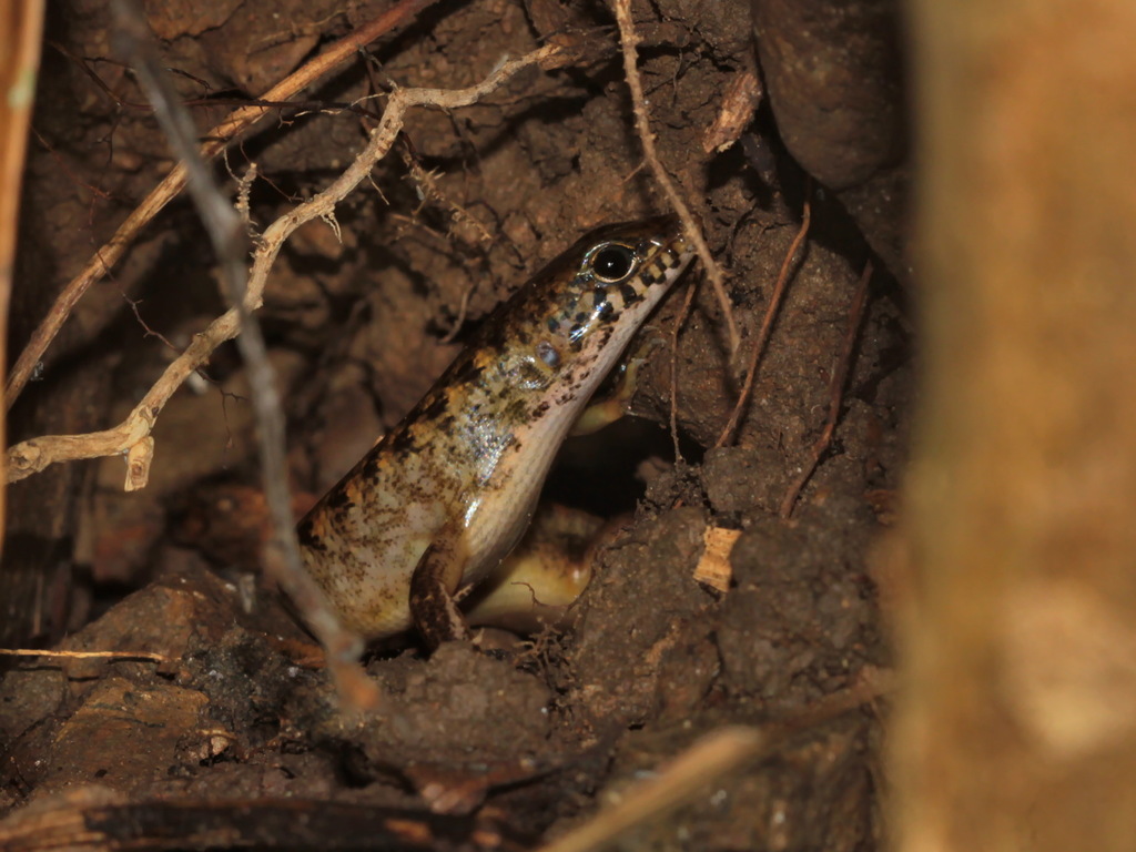 Nakhon Si-Thammarat Forest Skink