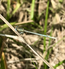 Platycnemis pennipes