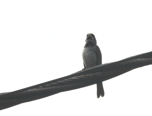 Double-collared Seedeater (Sporophila caerulescens), photo 4