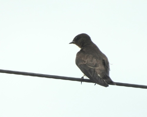 Southern Rough-winged Swallow (Stelgidopteryx ruficollis), photo 1