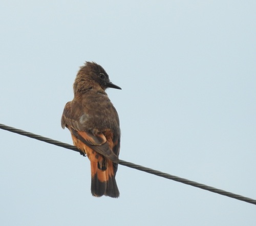 Cliff Flycatcher (Hirundinea ferruginea)