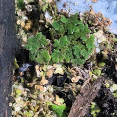 Azolla caroliniana
