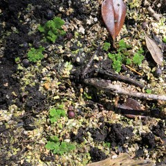 Azolla caroliniana