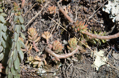 Sedum jujuyense