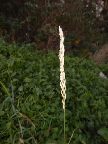 Foto de Elymus repens