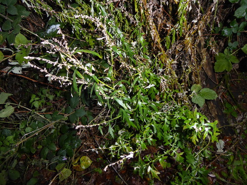 Artemisia vulgaris
