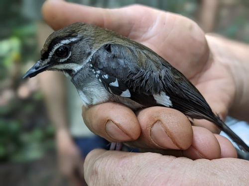 iNaturalist image