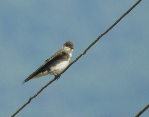 Brown-chested Martin (Progne tapera), photo 4