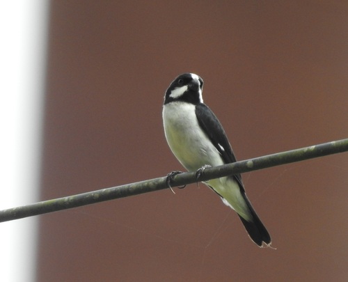 Lined Seedeater (Sporophila lineola), photo 1
