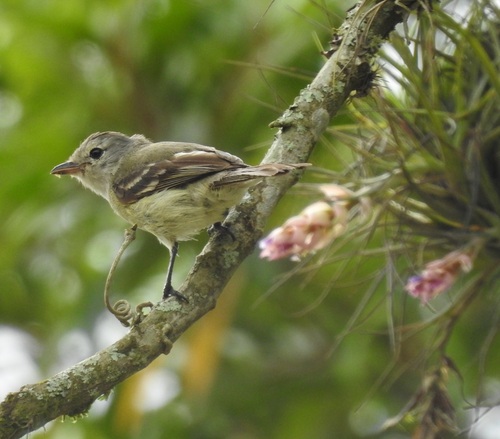 Southern Beardless Tyrannulet (Camptostoma obsoletum)
