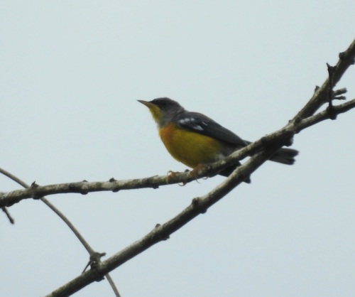 Tropical Parula (Setophaga pitiayumi), photo 2
