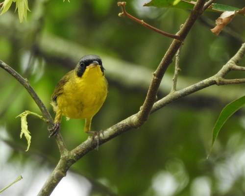 Southern Yellowthroat (Geothlypis velata)