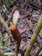 Costus acreanus