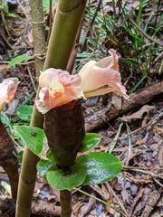 Costus acreanus