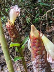 Costus acreanus