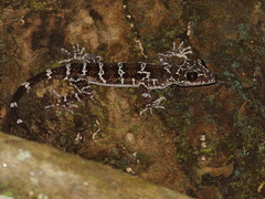 Cyrtodactylus consobrinus