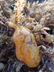 Botrylloides perspicuus