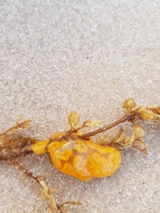 Botrylloides perspicuus