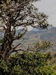 Rhododendron arboreum