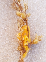 Botrylloides perspicuus