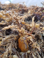 Botrylloides perspicuus