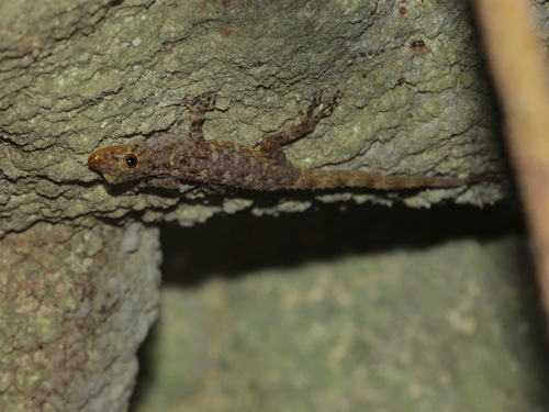 Phangnga Rock Gecko, Cnemaspis phangngaensis