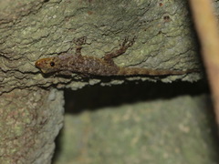 Cnemaspis phangngaensis