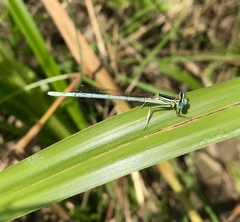 Platycnemis pennipes