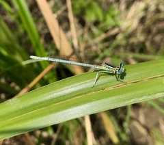 Platycnemis pennipes