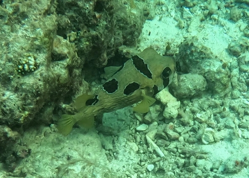 Black-blotched porcupinefish (Diodon liturosus) — Diodontidae — 4