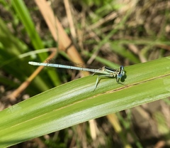 Platycnemis pennipes