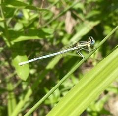 Platycnemis pennipes