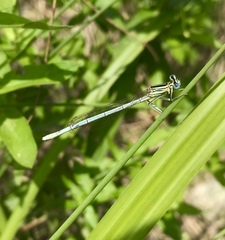 Platycnemis pennipes