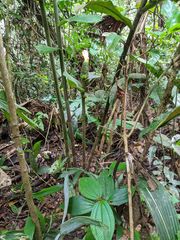 Costus acreanus