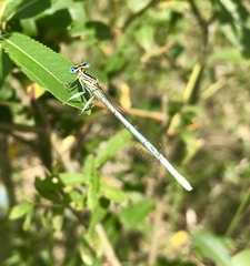 Platycnemis pennipes
