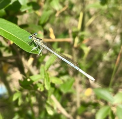 Platycnemis pennipes