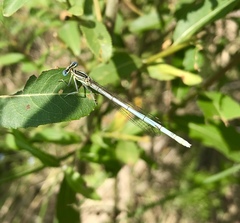 Platycnemis pennipes