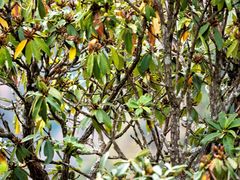 Rhododendron arboreum